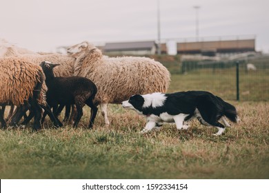 Border Collie Is Herding Sheep 