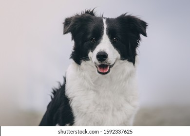 Border Collie Herding Sheep Stock Photo (Edit Now) 1592337625