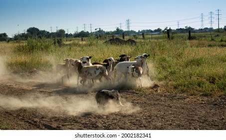 Border Collie Herding Sheep In Field