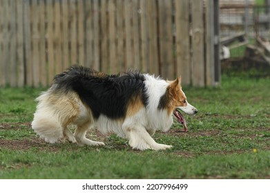 Border Collie Herding Sheep In Nature