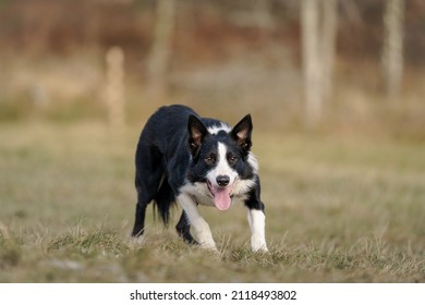 Border Collie Herding Sheep On A Field