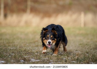 Border Collie Herding Sheep On A Field