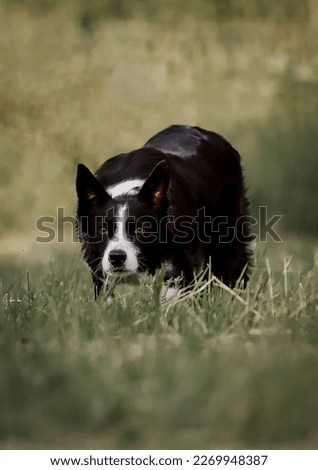 Border collie herding sheep on a field