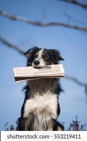 Border Collie holding morning newspaper on blue background. He is giving newspaper to his owner