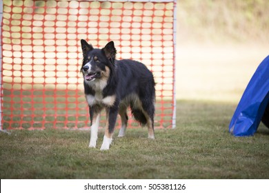 Border Collie In Hooper Training