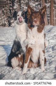 Border Collie Hug In The Snow