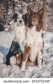 Border Collie Hug In The Snow