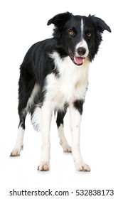 Border Collie Isolated On White