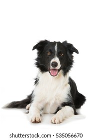 Border Collie Isolated On White