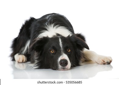 Border Collie Isolated On White