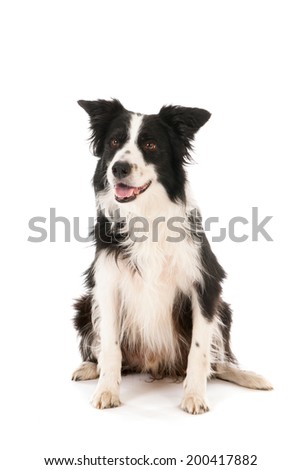 Border collie isolated over white background