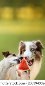 Border Collie And Jack Russel Terrier  Dogs Eating Watermelon