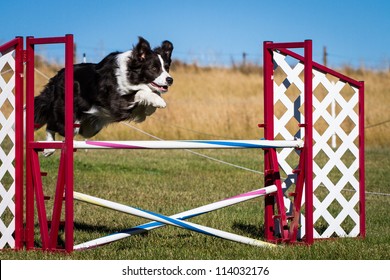 Border Collie - Jumping