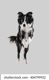 Border Collie Jumping