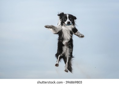 Border Collie Jumping For The Ball