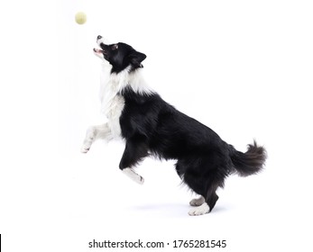 Border collie jumping to catch a ball