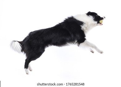 Border Collie Jumping To Catch A Ball