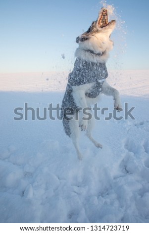 Similar – playball Dog Snow Snowfall