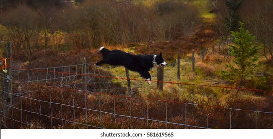 are border collies fence jumpers