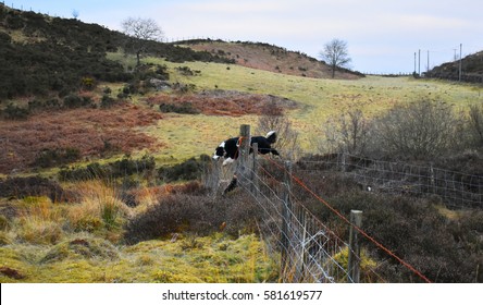 are border collies fence jumpers