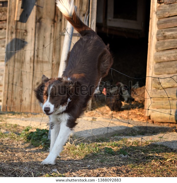 are border collies known to jump fences