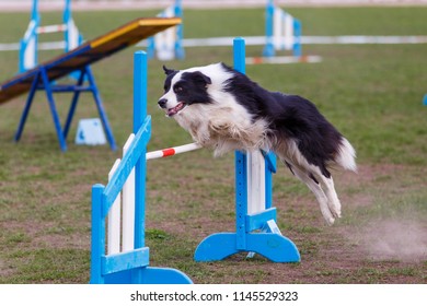 how to train border collie agility