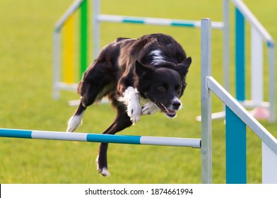 7,096 Border collie jumping Images, Stock Photos & Vectors | Shutterstock