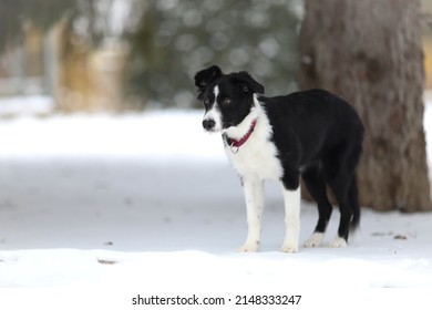 Border Collie Junghund stehend im Schnee - Shutterstock ID 2148333247