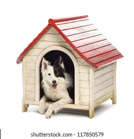 Border Collie in a kennel against white background