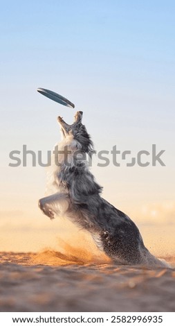 A Border Collie leaps high to catch a frisbee in mid-air on the sandy beach at sunset. The dog athletic movement and the warm evening light emphasize the playful moment.