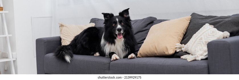 Border Collie Looking At Camera On Couch At Home, Banner