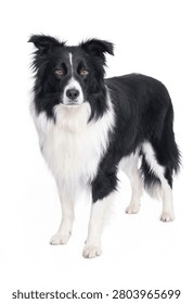Border Collie Looking Forward Isolated on White Background
