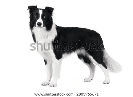 Border Collie Looking Forward Isolated on White Background