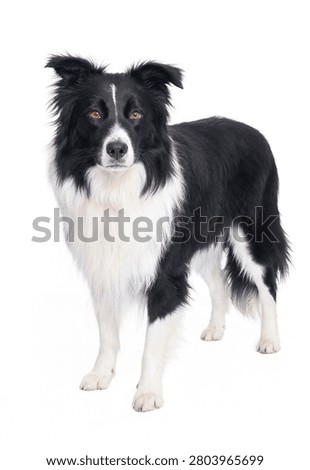 Border Collie Looking Forward Isolated on White Background
