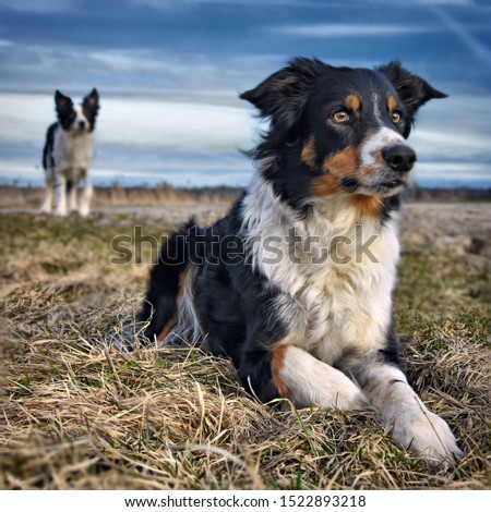 Similar – Foto Bild Jung und Alt Tier Haustier