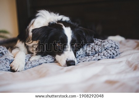 Border collie lying on bed 