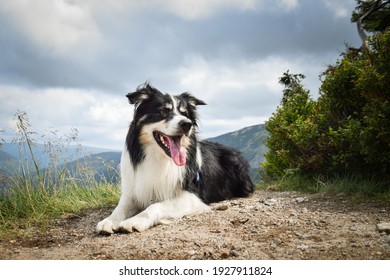 Border Collie Is Lying  On The Road In Czech Mountain Krkonose. He Is So Funny