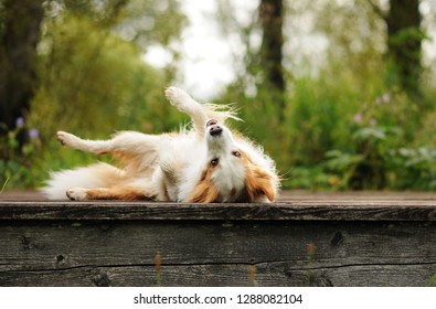 Border collie is making different tricks. Obedient border collie. 