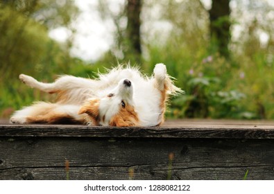 Border collie is making different tricks. Obedient border collie. 