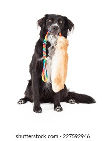 A Border Collie Mix Breed Dog Holds A Large Furry Toy In Its Mouth While Sitting And Looking Forward.