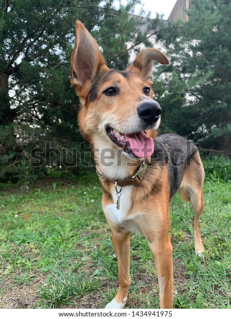 Border Collie Mix German Shepherd Stock Photo Edit Now 1434941975