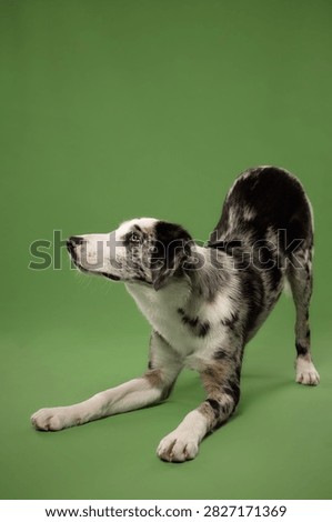 Border Collie mix performs a deep play bow while stretching in the studio. Energetic pose against a green backdrop suggests activity, flexibility and playful canine behavior.