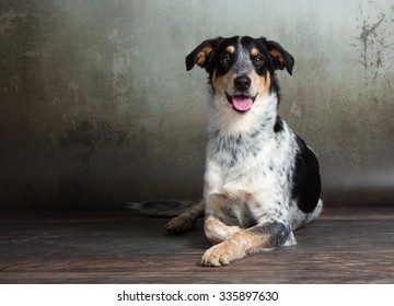 Border Collie Short Hair Images Stock Photos Vectors Shutterstock