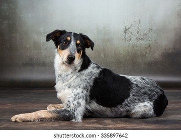 Border Collie Short Hair Images Stock Photos Vectors Shutterstock