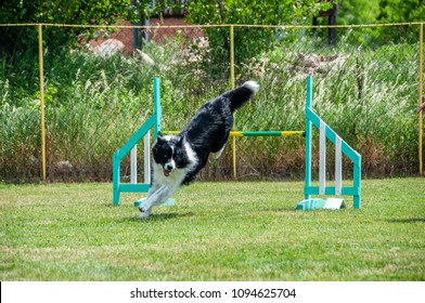 Border Collie on agility field for dogs, training and competing, jumping over obstacles, crossing over balance ramp, passing through the tunnel, running slalom  - Powered by Shutterstock