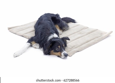 Border Collie On A Dog Blanket