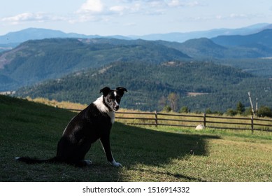 Border Collie On Lawn With Wood Fence In Front Of Scenic Mountaintop View, Eastern Washington State, USA
