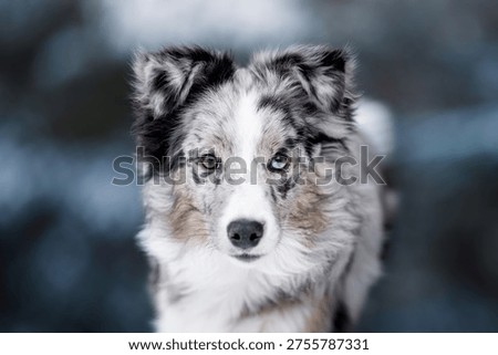 Border collie on the snow
