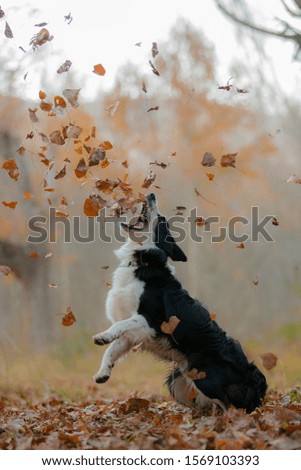 Similar – Foto Bild Laubtanz Herbst Blatt Wald