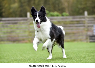 Border Collie Playing With Dog Run